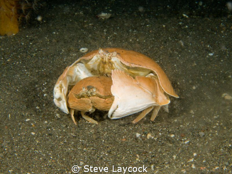 Box crabs at night- Olympus E330 - and twin epoque 230 st... by Steve Laycock 