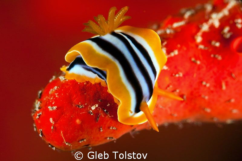 Nudi on a red coral by Gleb Tolstov 