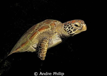 out of the dark - nightly encounter with a turtle by Andre Philip 