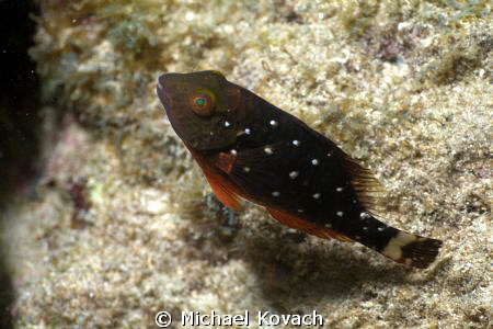 Juvenile Stoplight Parrotfish on the Big Coral Knoll off ... by Michael Kovach 