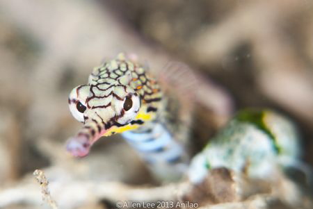 Yellow-banded Pipefish. by Allen Lee 