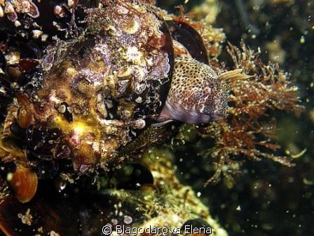 .My favourite blenny air and watch over her aggs?
It put... by Blagodarova Elena 