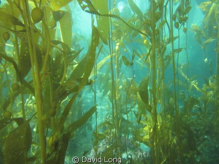 Kelp forest taken at Anacapa Island, one of the Northern ... by David Long 