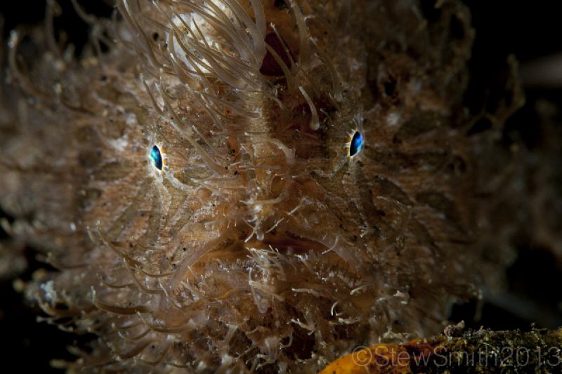 Hairy Frogfish by Stew Smith 