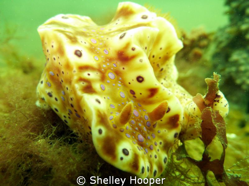 Nudibranch taken along reef in Altona (Melbourne). Very p... by Shelley Hooper 