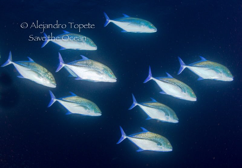 Blue Jacks, Galapagos Ecuador by Alejandro Topete 