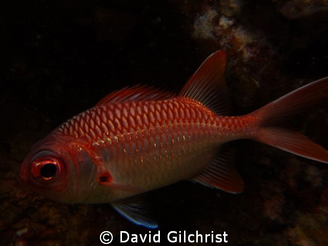 Soldierfish sp. Truk Lagoon, Sony Rx 100 in Nauticam hous... by David Gilchrist 