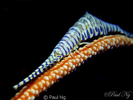 3D Saw Blade Shrimp! by Paul Ng 