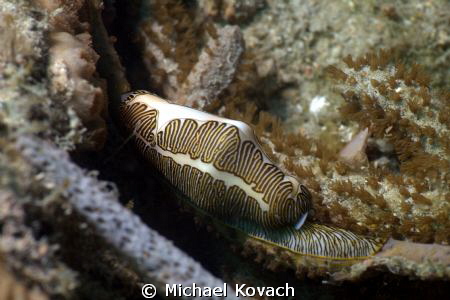 Fingerprint Cyphoma on the Big Coral Knoll off the beach ... by Michael Kovach 