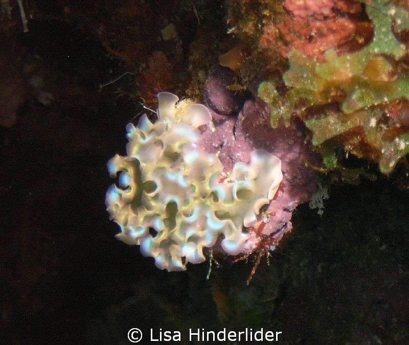 Lettuce sea slug- sometimes they just glow.. by Lisa Hinderlider 