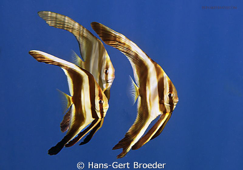 Batfish
Bunaken,Sulawesi,Indonesia, Bunaken Island, 
Ni... by Hans-Gert Broeder 