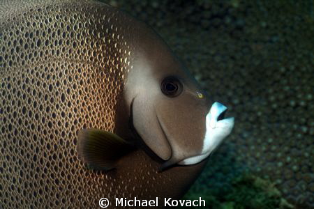 Gray Angelfish on the Big Coral Knoll off the beach in Fo... by Michael Kovach 