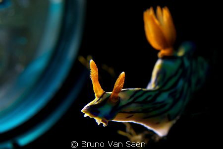 Nudibranch backlighted with torch by Bruno Van Saen 