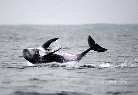 "Back Splash" Risso's dolphin at moment of impact. Alot o... by Steven Hajic 