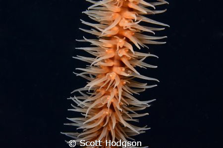 picture is a wire coral and was taken on a night dive use... by Scott Hodgson 