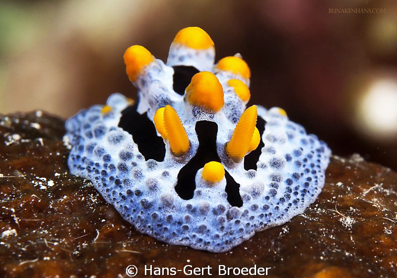 Phyllidia coelestis
Bunaken,Sulawesi,Indoneesia, Bunaken... by Hans-Gert Broeder 