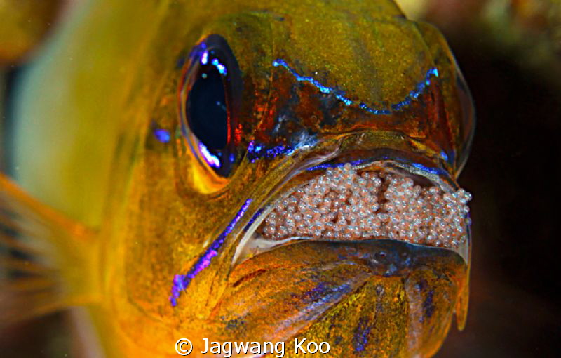 Mouth-Brooding of cardinalfish by Jagwang Koo 