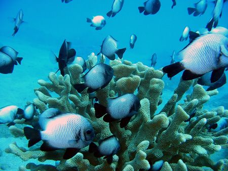 Damselfish swarm this anler coral on Maui, Hawaii. by Todd Meadows 