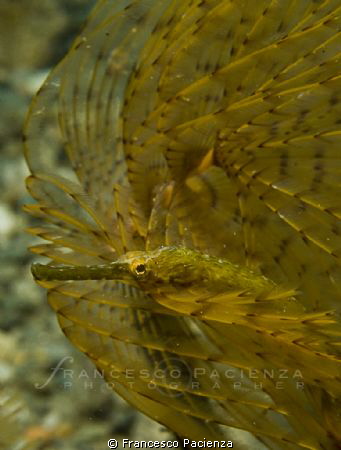 Yellow longnose pipefish by Francesco Pacienza 