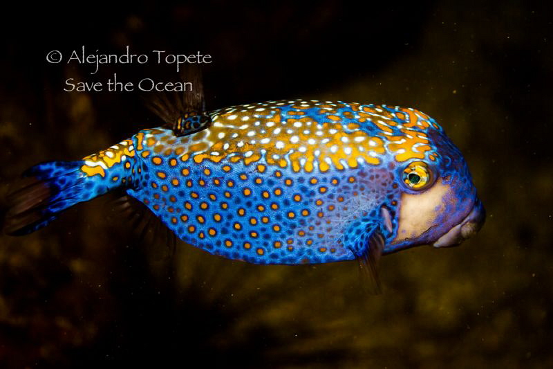 Litle box fish, Isla Coco Costa Rica by Alejandro Topete 