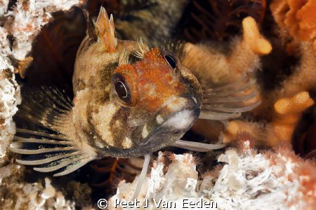 Klipfish and its home by Peet J Van Eeden 