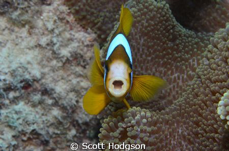 Brown clownfish showing a bit of attitude. by Scott Hodgson 