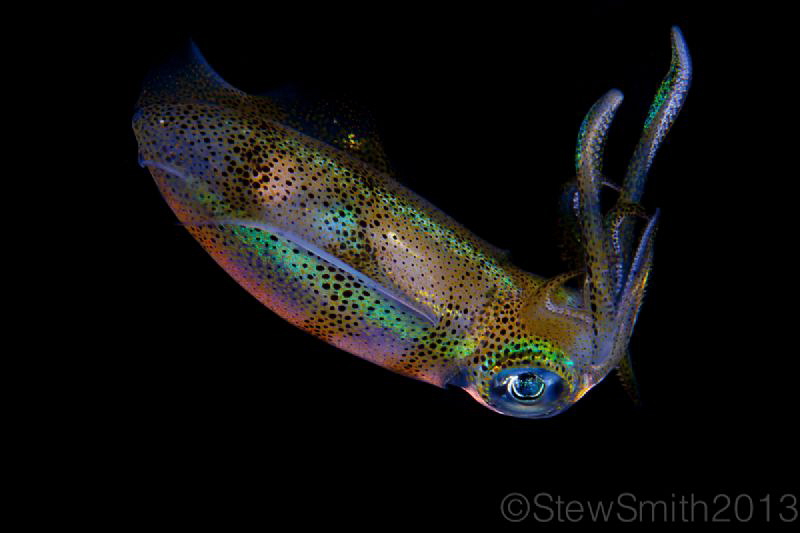 Reef Squid at night by Stew Smith 