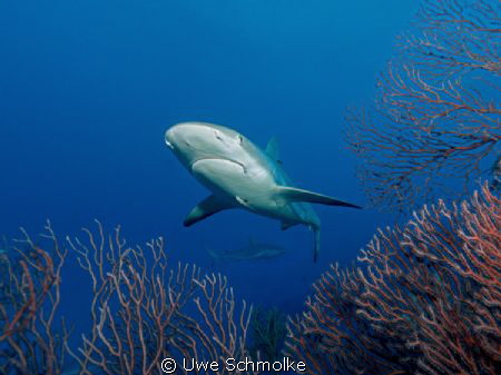 Reef shark by Uwe Schmolke 