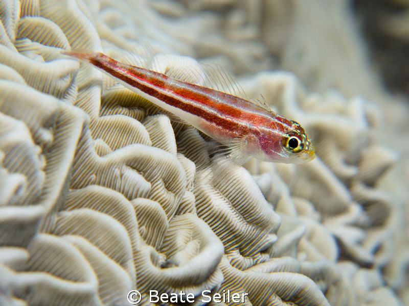 Small Blenny by Beate Seiler 