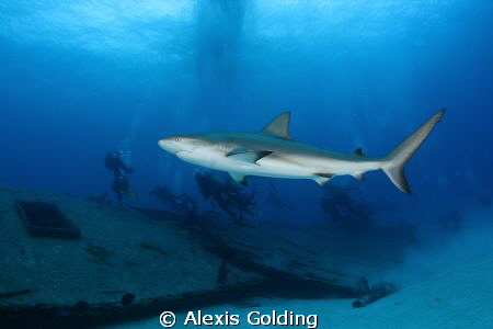 Shark and divers by Alexis Golding 