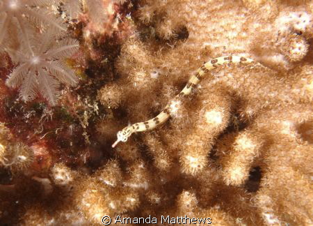 Broken-Bands Pipefish
This little fellow was a real trea... by Amanda Matthews 