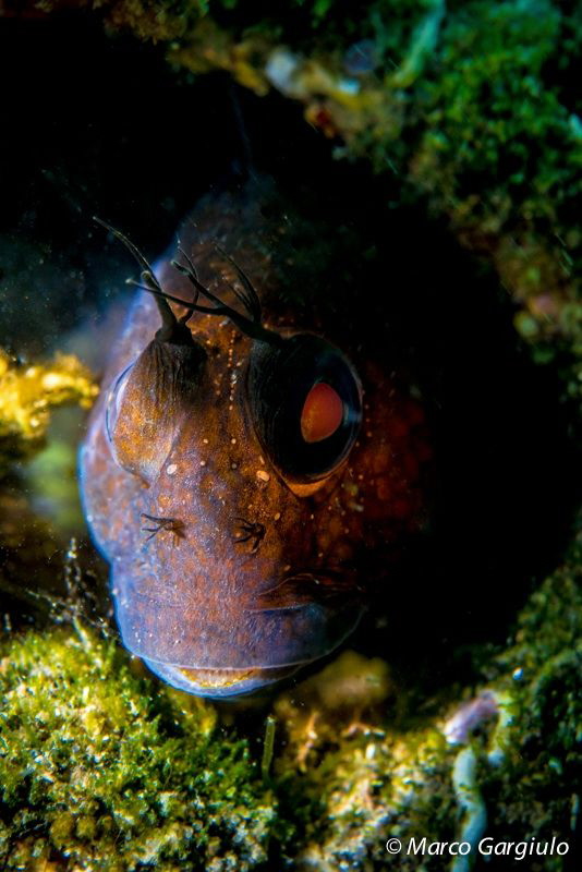 African Blenny- black fase.  Parablennius pilicornis by Marco Gargiulo 