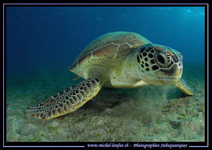 Green Turtle eating... :O)... by Michel Lonfat 