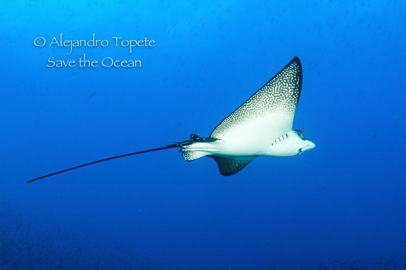 Eagle Ray flying, Galapagos Mexico by Alejandro Topete 