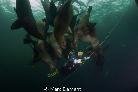 Hanging with friends
On a safety stop just off shore som... by Marc Damant 