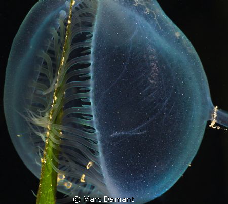I call this one "Translucent Hunger"
Hooded Nudibranch o... by Marc Damant 