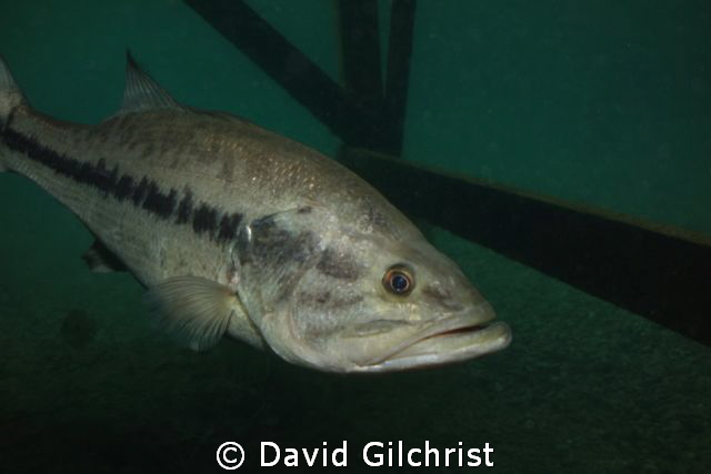 Bass under Dock, Lake Rawlings, Virginia by David Gilchrist 
