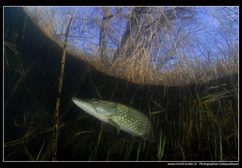 Adult pike fish close to the surface... :O)...
 by Michel Lonfat 
