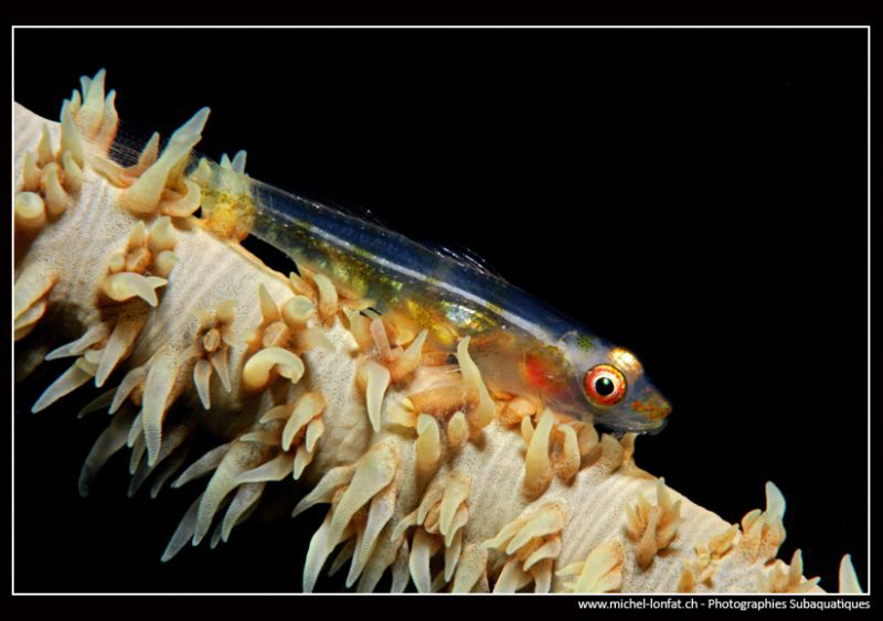 Little Goby on a Wip Coral... :O)... by Michel Lonfat 