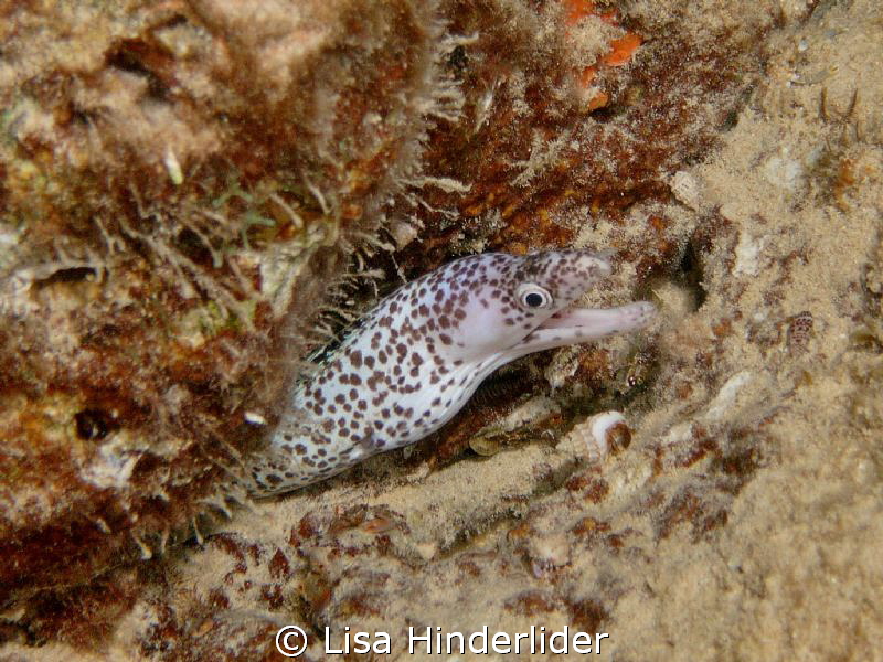 Little bitty baby eel on night dive by Lisa Hinderlider 