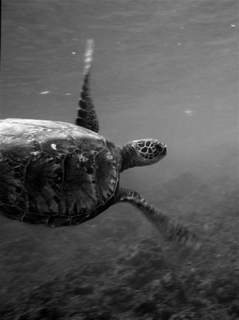 Maui, Hawaii
Honu
canon s70, no strobes by Dylan Matheson 