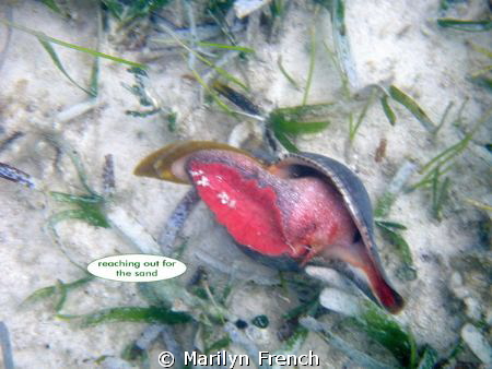 I had just replaced this Tulip sea snail on the bottom an... by Marilyn French 