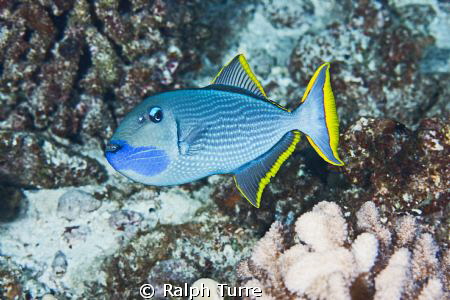 Male Gilded Triggerfish at Molokini, Hawaii by Ralph Turre 