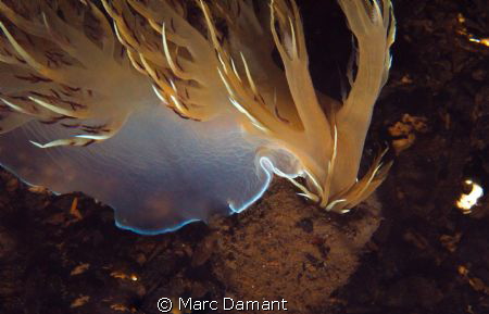 The Hunting Dragon
A Giant Nudibranch with a successful ... by Marc Damant 