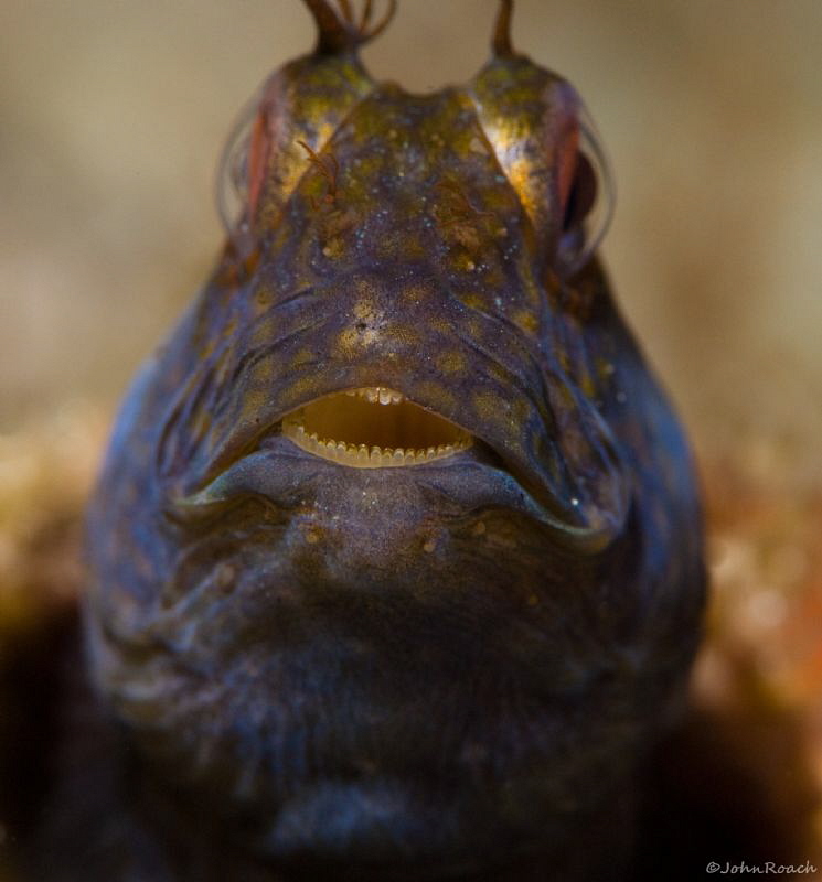 No cavities there!  Seaweed Blenny       
 Family:  blen... by John Roach 