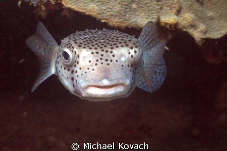 Porcupine Fish at the Fish Camp Rocks off the beach in Fo... by Michael Kovach 