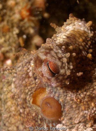 octopus by Carlos Ernesto 