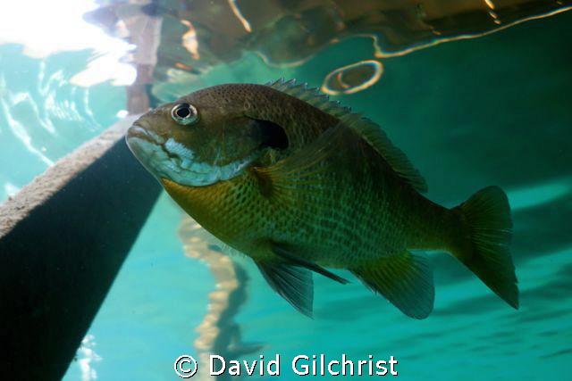 Sunfish, Lake Rawlings,VA by David Gilchrist 
