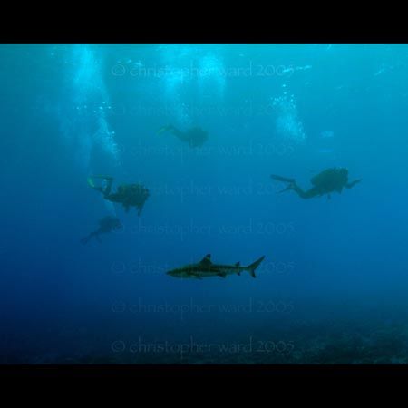 Bora Bora, French Polynesia. Black tip sharks join the di... by Christopher Ward 
