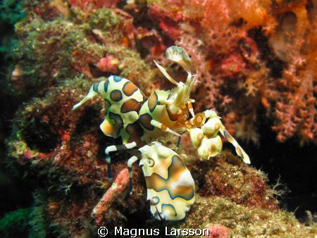 Finding Harlequin shrimps walking about in the open is no... by Magnus Larsson 